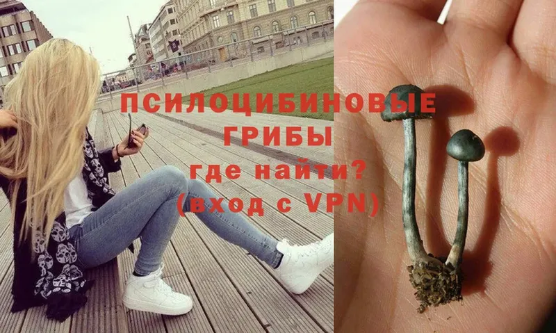 купить наркоту  Барабинск  OMG маркетплейс  Псилоцибиновые грибы Magic Shrooms 